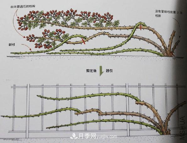 月季冬剪好還是春剪好？南北有區(qū)別，一起來(lái)學(xué)習(xí)吧(圖3)