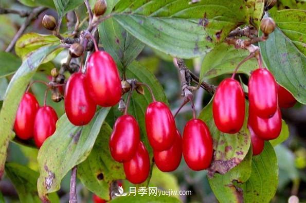 全國(guó)特產(chǎn)博覽——南陽市特產(chǎn)(圖3)