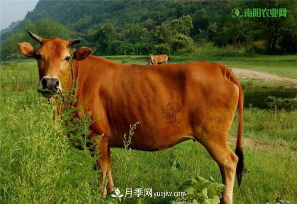 全國(guó)特產(chǎn)博覽——南陽市特產(chǎn)(圖4)