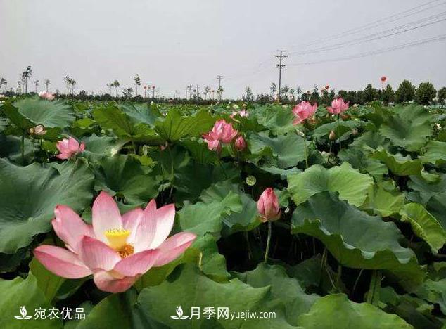 南陽鎮(zhèn)平中原荷花博覽園，一個蓮藕全產(chǎn)業(yè)鏈的南陽樣本(圖1)