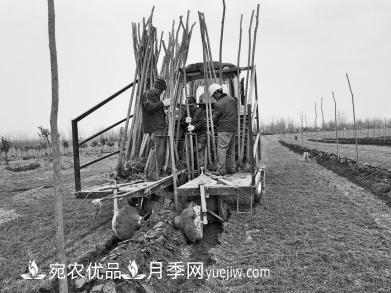 種苗木真牛！河南老鄉(xiāng)研制種樹機(jī)一天種下6000株(圖1)