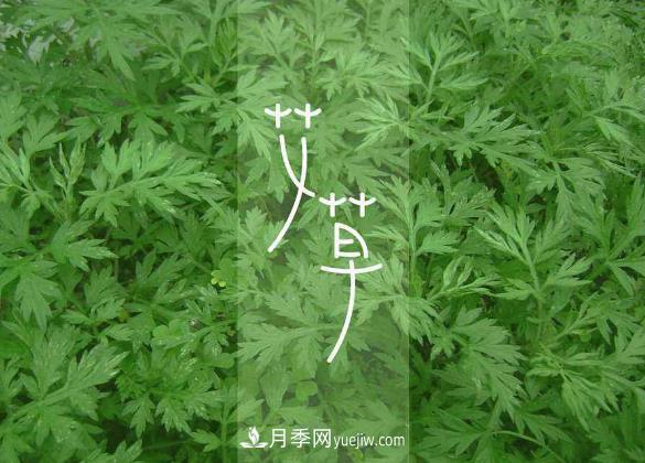 南陽艾條生產(chǎn)加工簡介艾草的外觀特征(圖2)