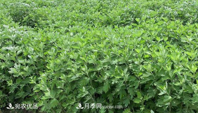 南陽(yáng)艾草種植技術(shù)，種植前景如何？艾根批發(fā)(圖1)