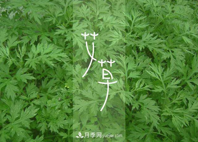 占據(jù)全國(guó)50%以上市場(chǎng) 南陽艾草產(chǎn)業(yè)如何培育品牌？(圖1)
