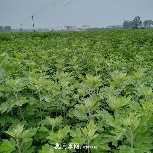 南陽(yáng)艾草種植年產(chǎn)值達(dá)數(shù)億元 宛艾艾根艾苗專(zhuān)供在這里(圖1)