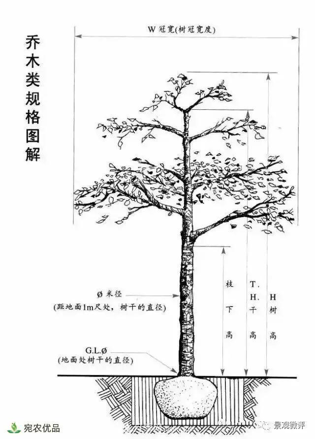 南陽月季苗木行業(yè)專業(yè)術(shù)語大全，你知多少？內(nèi)容太多(圖3)
