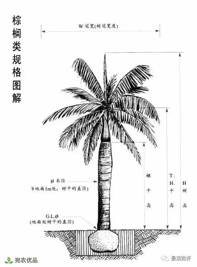 南陽月季苗木行業(yè)專業(yè)術(shù)語大全，你知多少？內(nèi)容太多(圖5)