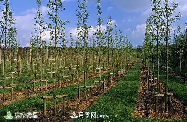 南陽月季苗木行業(yè)專業(yè)術(shù)語大全，你知多少？內(nèi)容太多(圖6)