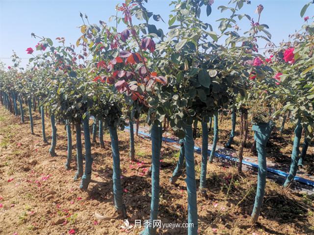如何做好南陽(yáng)苗木的冬季防寒防凍措施？(圖1)