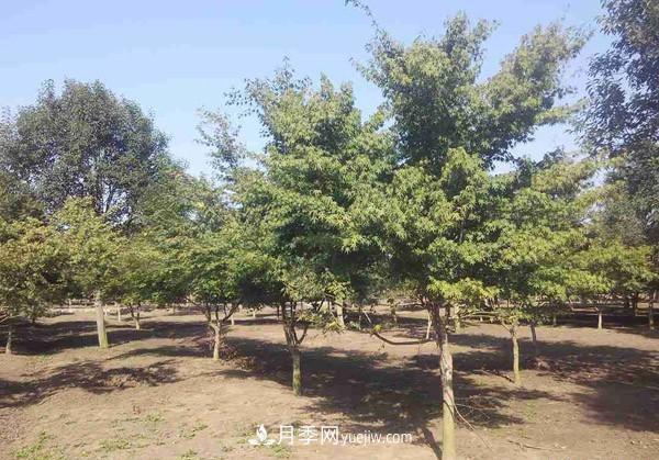 南陽月季苗木行業(yè)專業(yè)術(shù)語大全，你知多少？內(nèi)容太多(圖2)