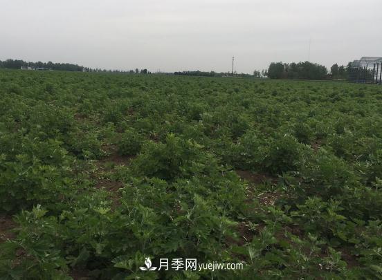 艾草種植技術(shù)為什么選南陽(yáng)，為什么選國(guó)醫(yī)仲景公司？(圖1)