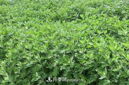 南陽的艾葉和艾草是同一種植物嗎？(圖1)
