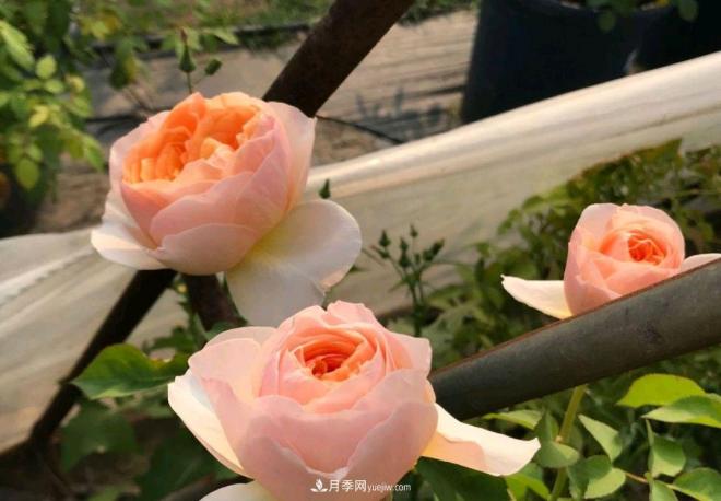 月季花長(zhǎng)粗壯芽先橫拉定期澆肥多淋雨，一年長(zhǎng)成花球(圖2)