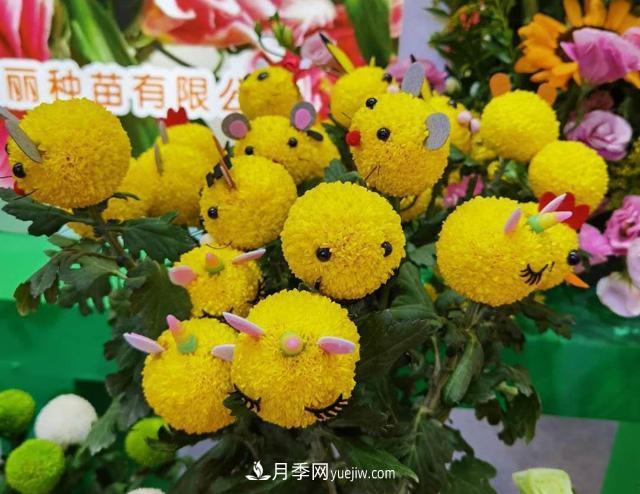遼寧花卉，合肥斗艷，走進(jìn)2020年中國安徽名優(yōu)農(nóng)產(chǎn)品交易會(圖2)