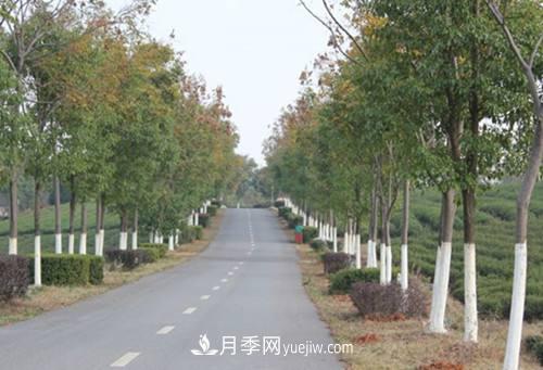 苗木樹木涂白的作用與涂白技術(shù)(圖1)