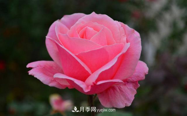秋天養(yǎng)護月季不難，做好這三點還能開花(圖2)