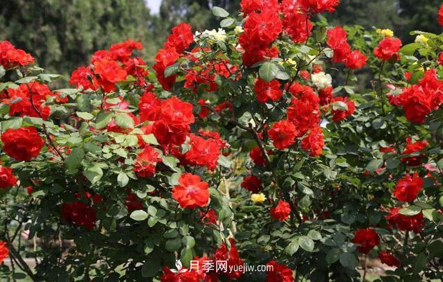 秋天養(yǎng)護月季不難，做好這三點還能開花(圖3)