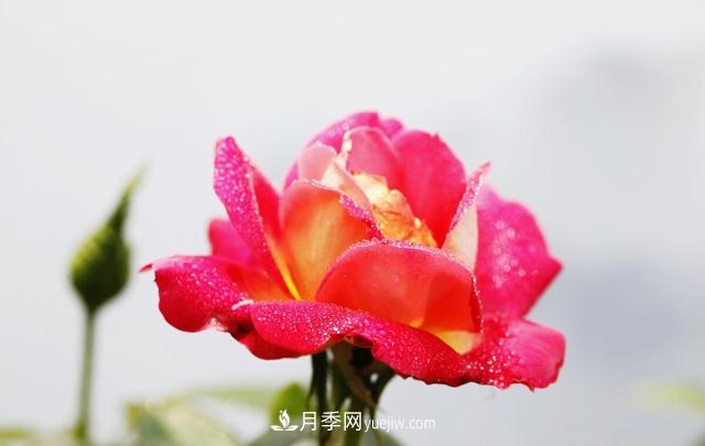 寒露過后如何扦插月季？輕松掌握養(yǎng)護技巧，養(yǎng)出苗壯月季花(圖2)