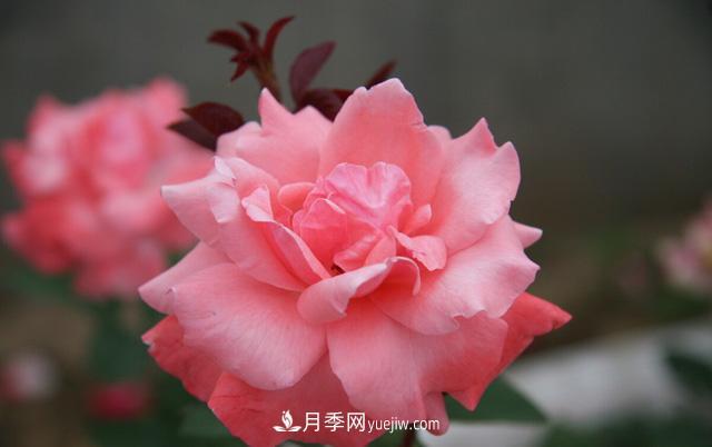 寒露過后如何扦插月季？輕松掌握養(yǎng)護技巧，養(yǎng)出苗壯月季花(圖3)
