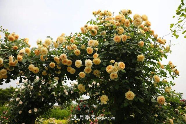 推薦3個藤本月季品種，一年就能長成月季花墻(圖1)