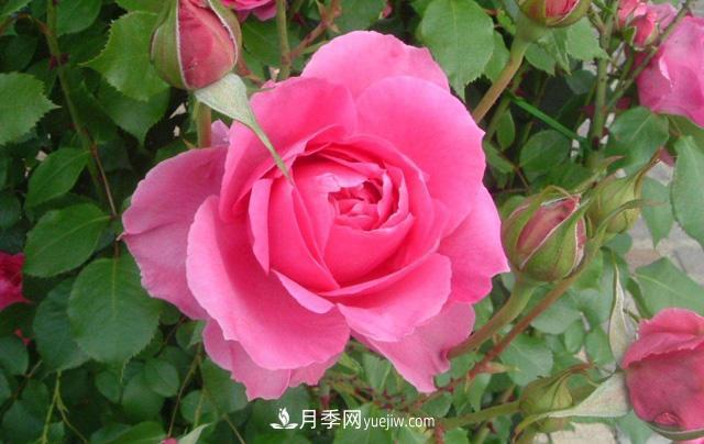 推薦3個藤本月季品種，一年就能長成月季花墻(圖2)