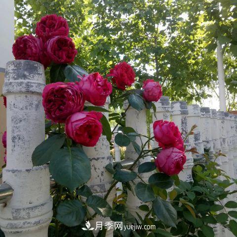 想要打造網(wǎng)紅月季花墻，只要這三步，你也可以擁有花海(圖2)