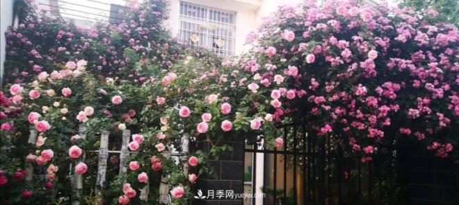 想要打造網(wǎng)紅月季花墻，只要這三步，你也可以擁有花海(圖3)