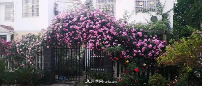 想要打造網(wǎng)紅月季花墻，只要這三步，你也可以擁有花海(圖4)