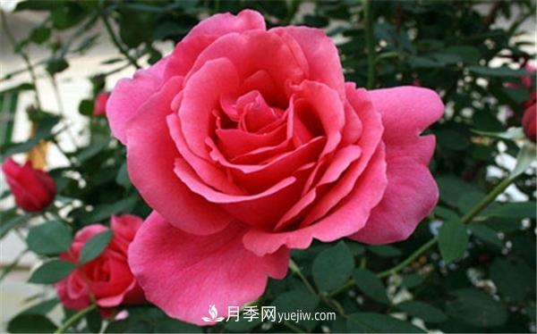 月季的分類(圖1)
