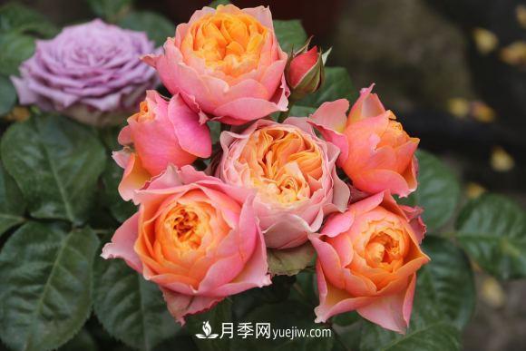 月季長勢差，注意這三個小細節(jié)，很快就爆盆(圖1)