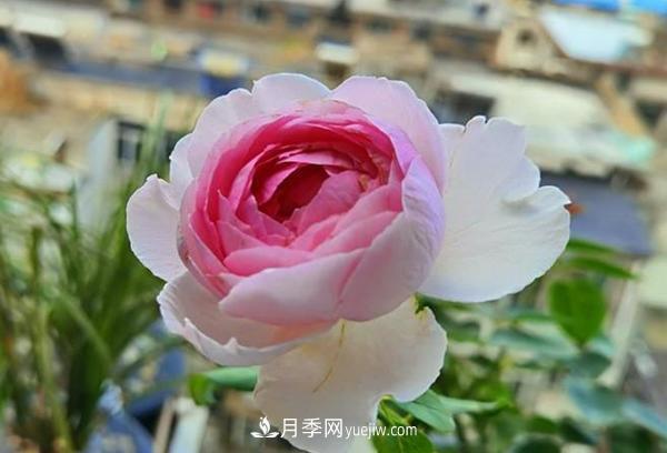 被稱作“***美***香”的月季花，花型超大，你知道是哪個品種嗎(圖1)
