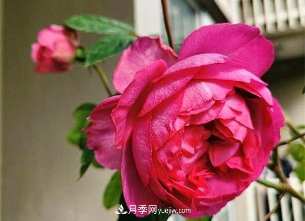 被稱作“***美***香”的月季花，花型超大，你知道是哪個品種嗎(圖2)