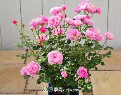 推薦新手5種微型月季，好養(yǎng)又好看，陽臺盆栽佳品(圖1)