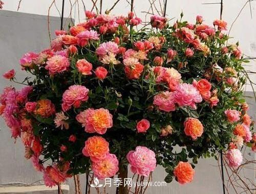 推薦新手5種微型月季，好養(yǎng)又好看，陽臺盆栽佳品(圖2)
