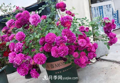 推薦新手5種微型月季，好養(yǎng)又好看，陽臺盆栽佳品(圖3)