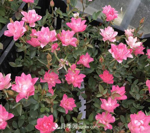 推薦新手5種微型月季，好養(yǎng)又好看，陽臺盆栽佳品(圖4)