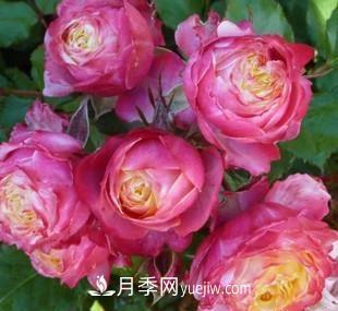 推薦新手5種微型月季，好養(yǎng)又好看，陽臺盆栽佳品(圖5)