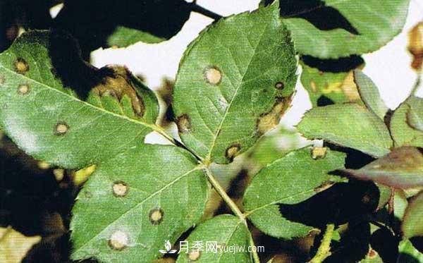 月季炭疽病癥狀、發(fā)病特點(diǎn)及防治方法(圖1)