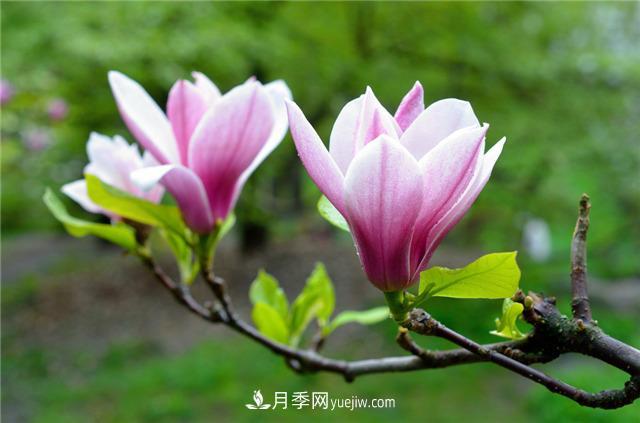 河南南召縣地理標(biāo)志保護(hù)產(chǎn)品為中國(guó)辛夷之鄉(xiāng)增色(圖1)