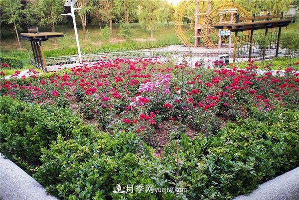 現(xiàn)代月季在園林綠化景觀中的應(yīng)用！園林人必看！(圖2)