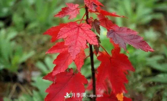 日本紅楓、美國紅楓、中國紅楓這樣區(qū)分，認(rèn)識這種彩葉苗木(圖6)