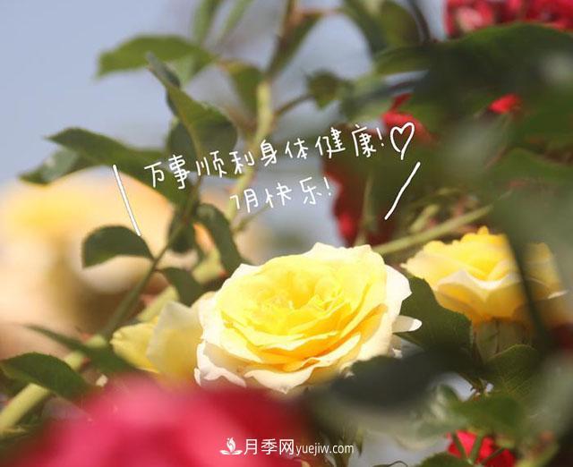 月季科學(xué)養(yǎng)護大盤點，讓你少走彎路！(圖1)