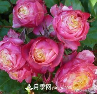 5種微型月季，好養(yǎng)又好看，是陽臺盆栽月季佳品(圖6)