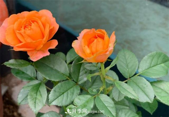 做為一個(gè)養(yǎng)花人，我和宿遷月季的不解之緣(圖1)