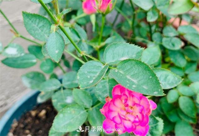 做為一個(gè)養(yǎng)花人，我和宿遷月季的不解之緣(圖2)
