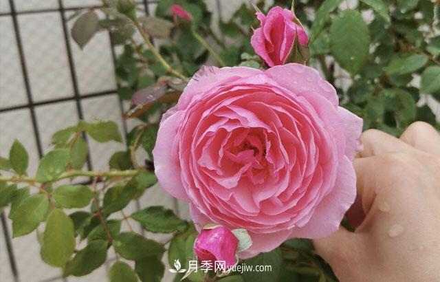 適合在北向陽臺養(yǎng)的5個月季品種，輕松開花(圖1)