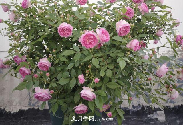 適合在北向陽臺養(yǎng)的5個月季品種，輕松開花(圖3)