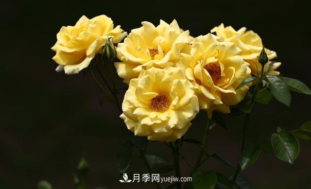 集齊這10種顏色的月季花品種，你就是花界大神，打開(kāi)眼界(圖3)