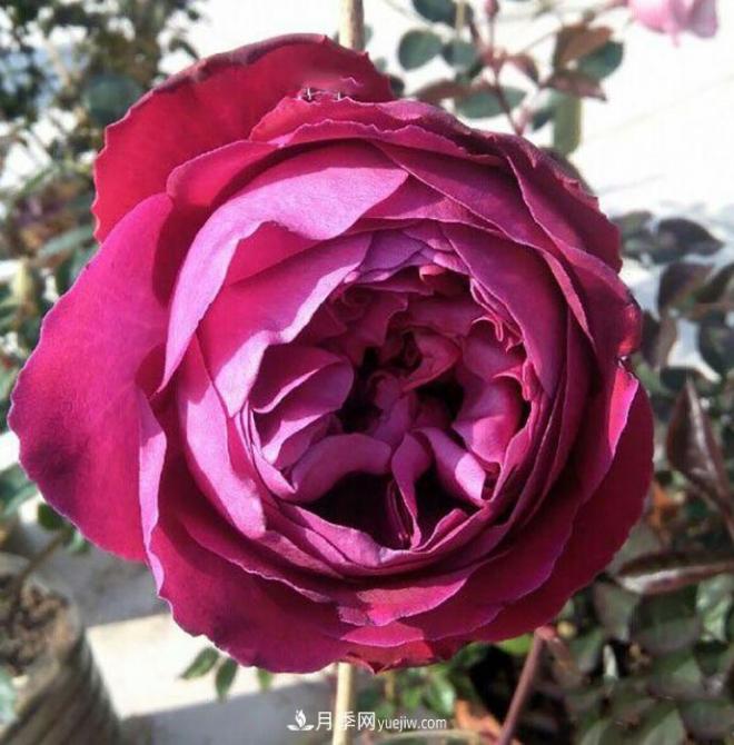 10款月季花，花比拳頭大，隨便一棵就能長一院子(圖2)