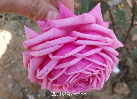 10款月季花，花比拳頭大，隨便一棵就能長一院子(圖1)